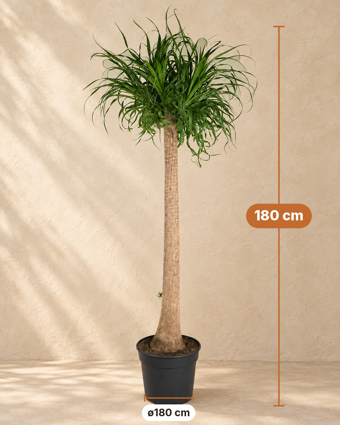 Dimensions Pied d'éléphant XXL : 180 cm de haut, pot ø180 cm