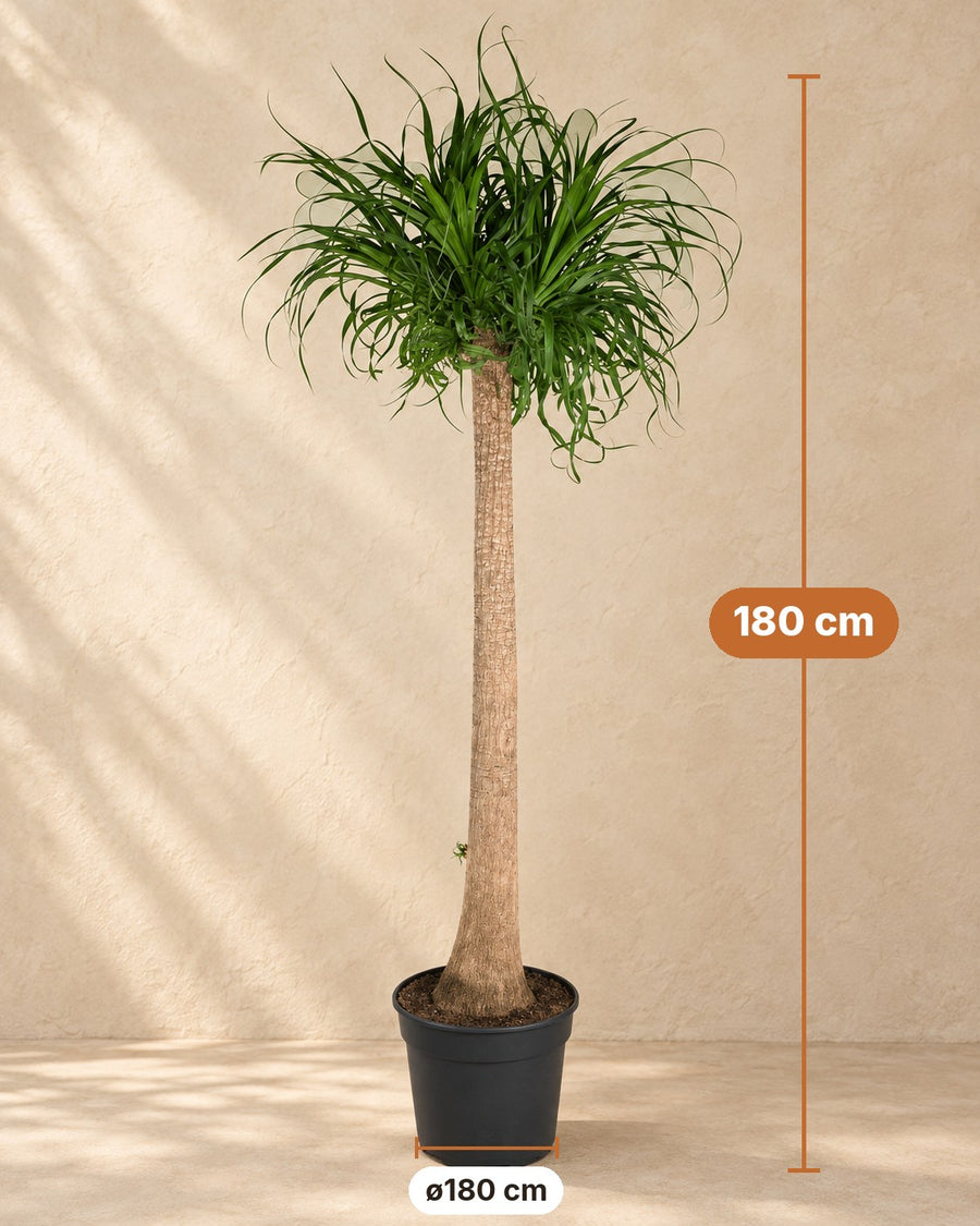 Pied d'éléphant XXL (Beaucarnea recurvata) 180 cm de haut, pot ø34 cm