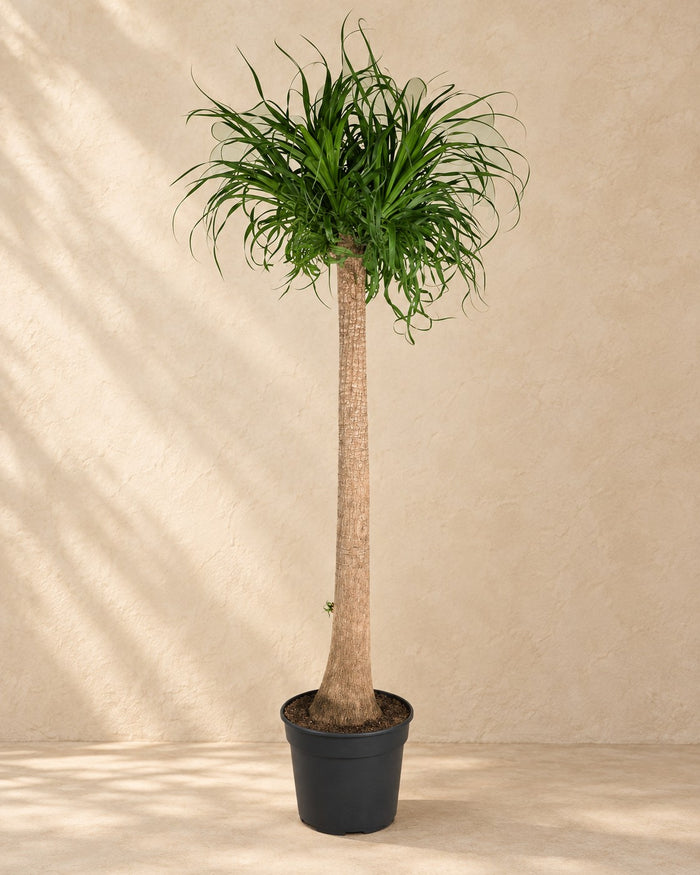 Pied d'éléphant XXL (Beaucarnea recurvata), 180 cm de haut en pot de culture de 180 cm
