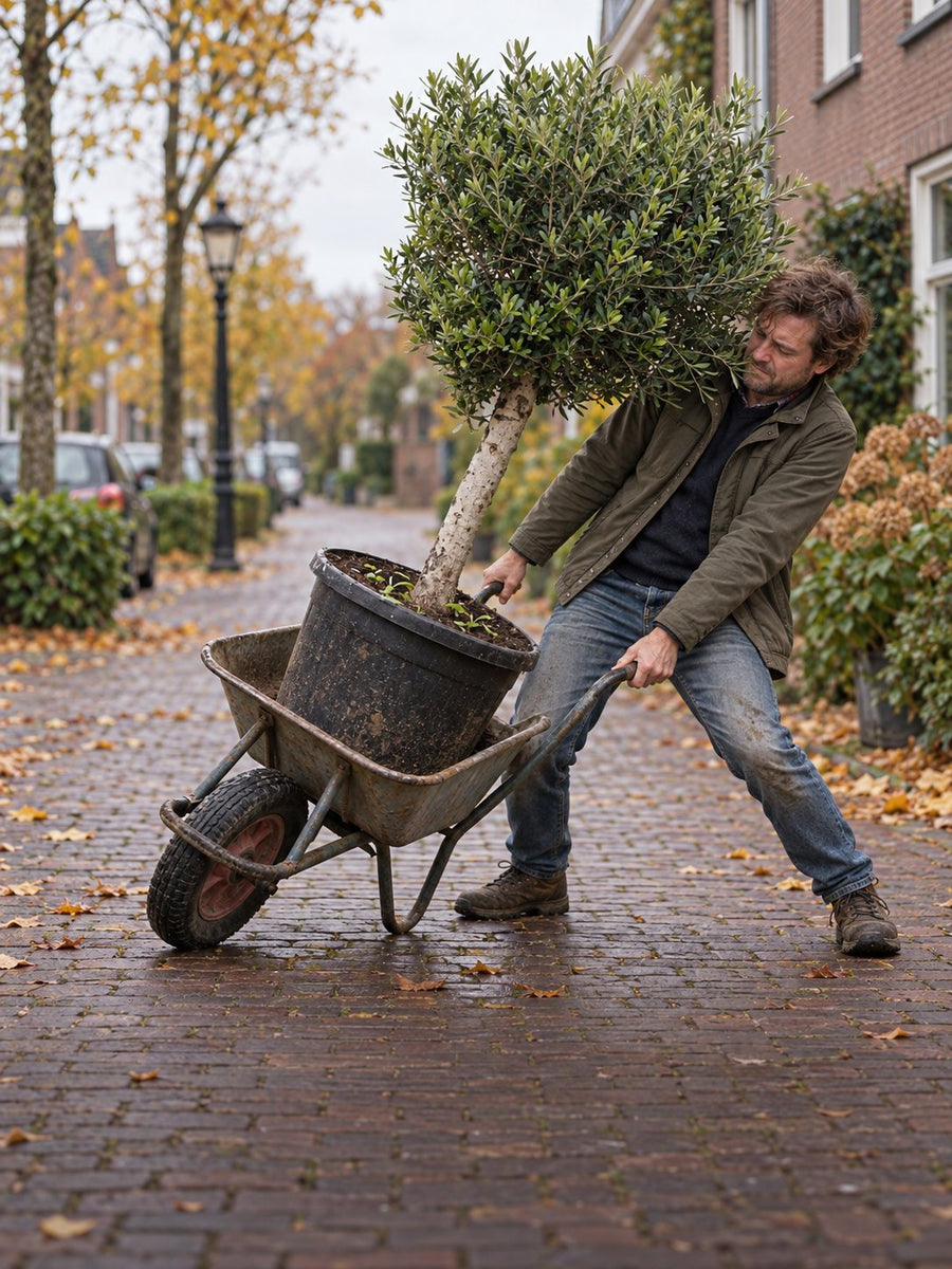 Een man probeert een kruiwagen met een zware olijfboom overeind te houden