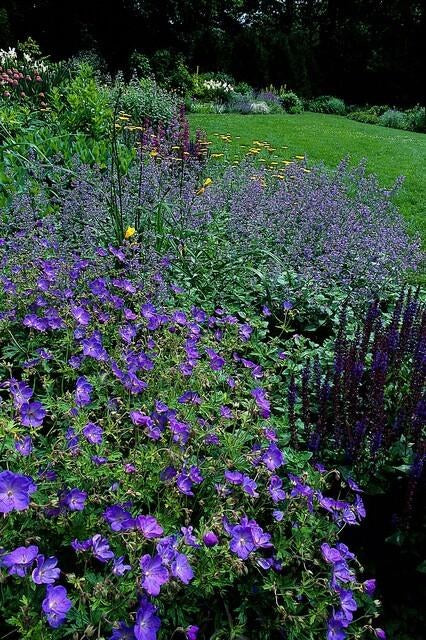 Näva 'Johnson's Blue' i trädgården