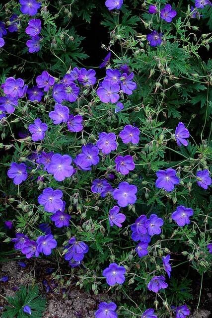 Näva 'Johnson's Blue' i trädgården