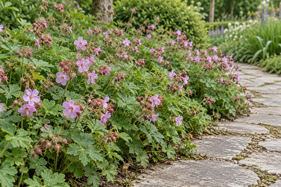 Geranio vivaz (Geranium macrorrhizum)