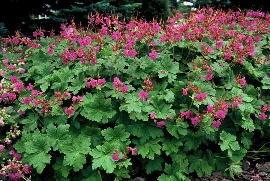 Bigroot cranesbill 'Czakor' in the garden