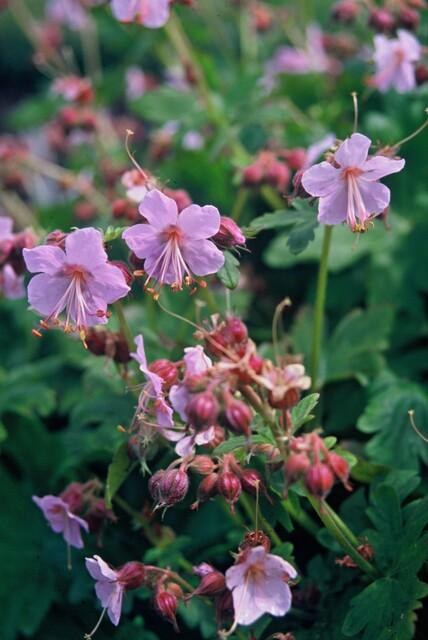 Geranio vivaz (Geranium macrorrhizum)