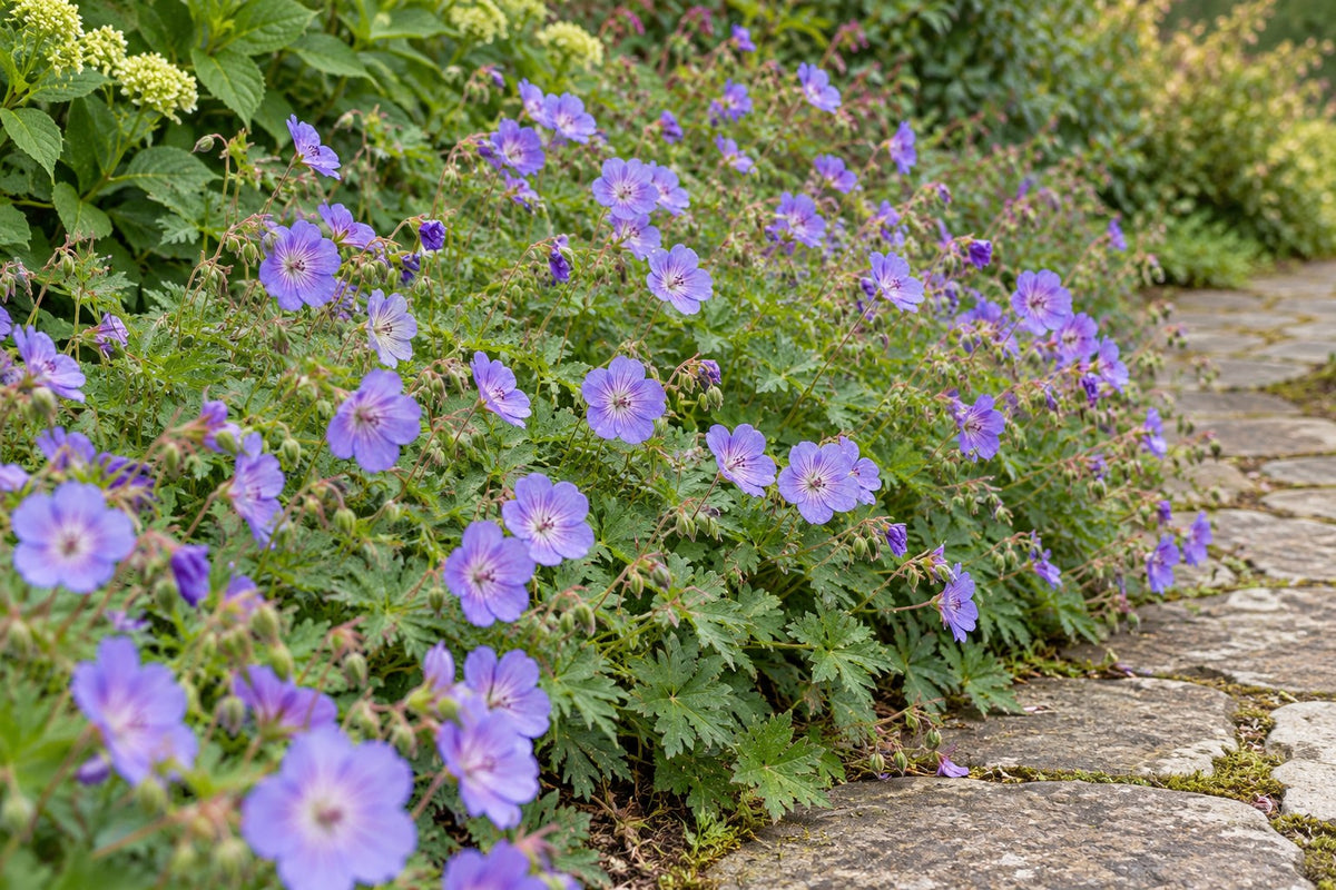 Géranium vivace 'Rozanne' planté au jardin