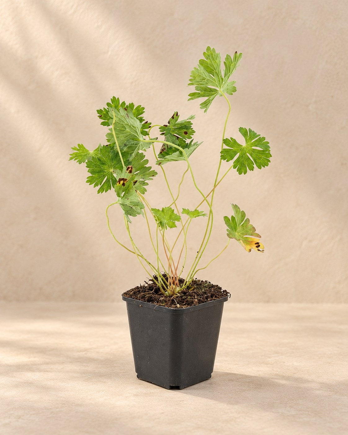 Géranium vivace 'Rozanne' en pot de culture