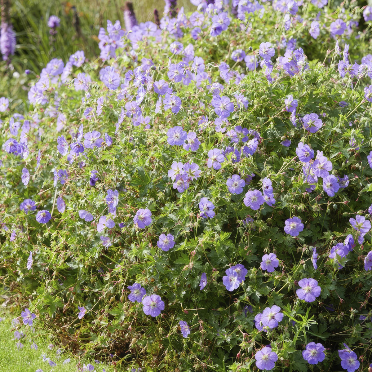 Geranio perenne 'Rozanne' in giardino