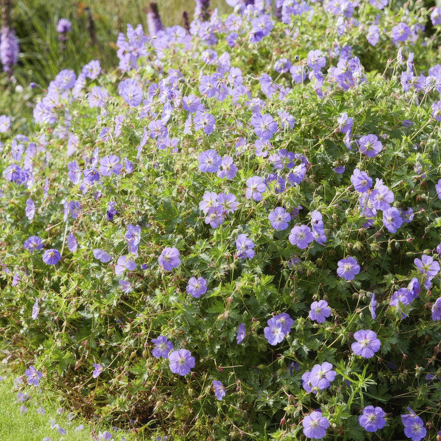 Storchschnabel 'Rozanne' (Geranium)