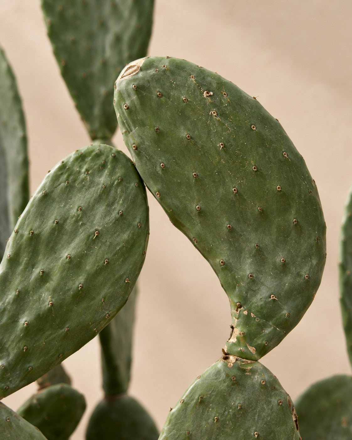Primer plano de las hojas de Opuntia ficus-indica
