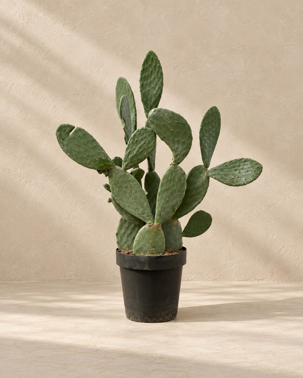 Opuntia ficus-indica (chumbera) 120 cm de altura, maceta ø38 cm