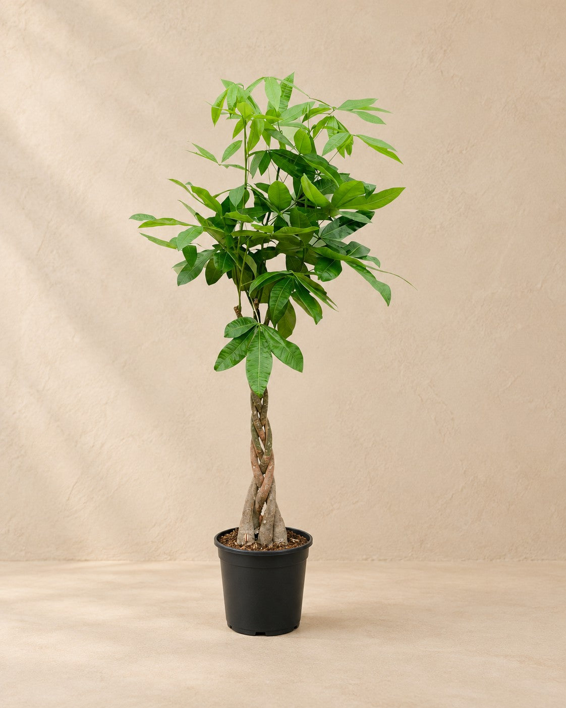 Pachira Aquatica, 100 cm hoch im Anzuchttopf von 21 cm