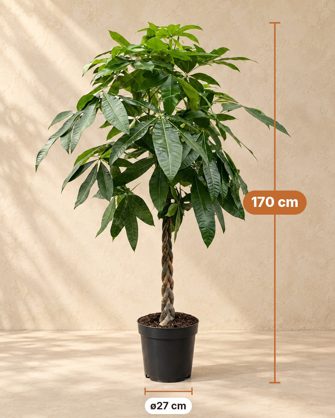 Medidas de Pachira aquatica: 170 cm de altura, maceta ø27 cm
