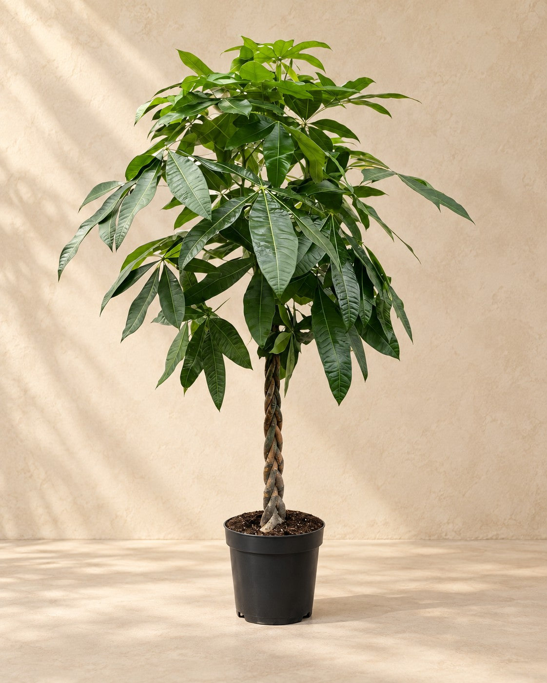Pachira Aquatica van 170 cm hoog in kweekpot van 27 cm