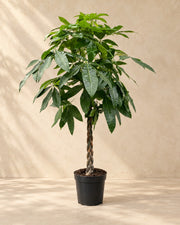 Pachira aquatica, 170 cm de altura en maceta de cultivo de 27 cm