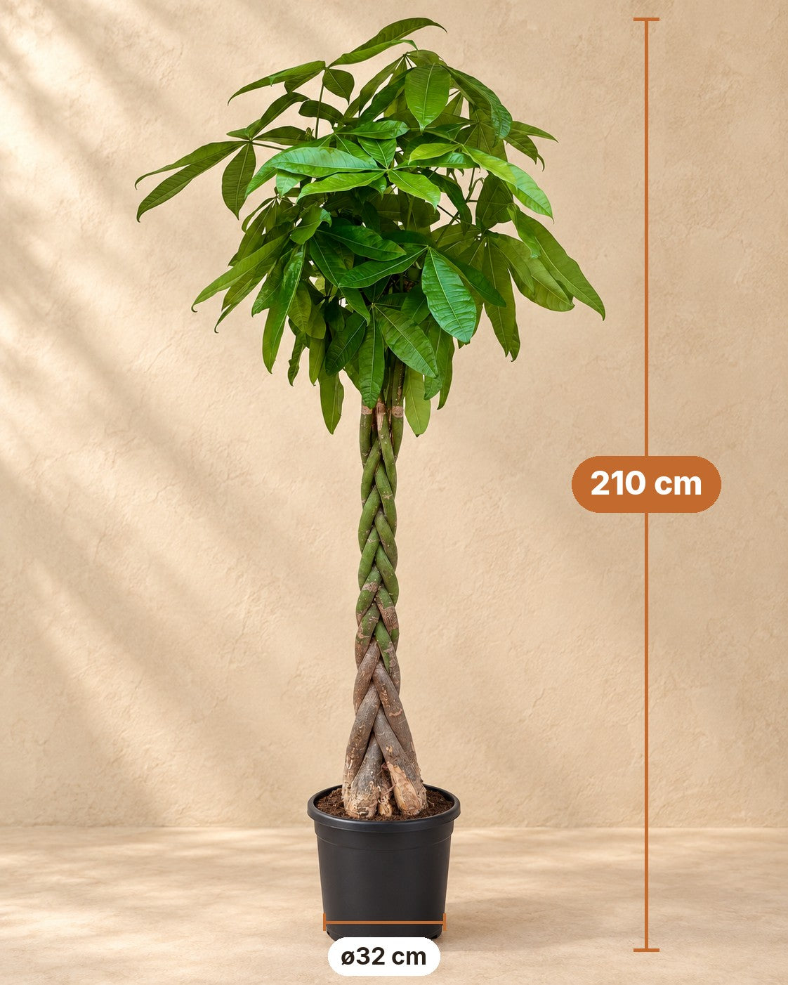 Afmetingen Pachira Aquatica: 210 cm hoog, pot ø32 cm