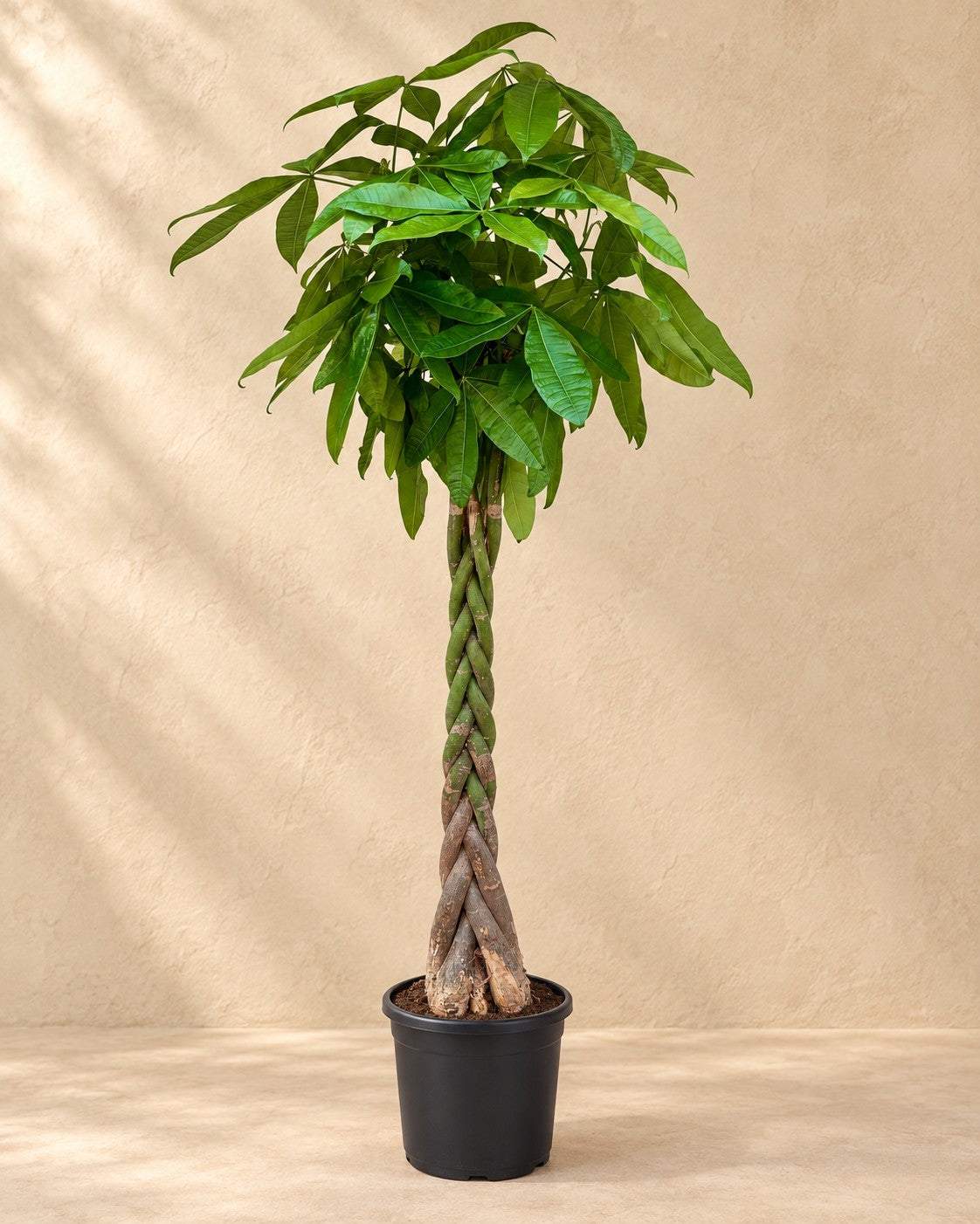 Pachira Aquatica, 210 cm hög i en 32 cm odlingskruka