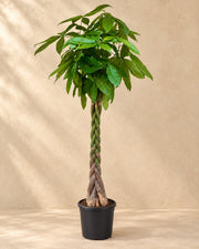 Pachira Aquatica van 210 cm hoog in kweekpot van 32 cm