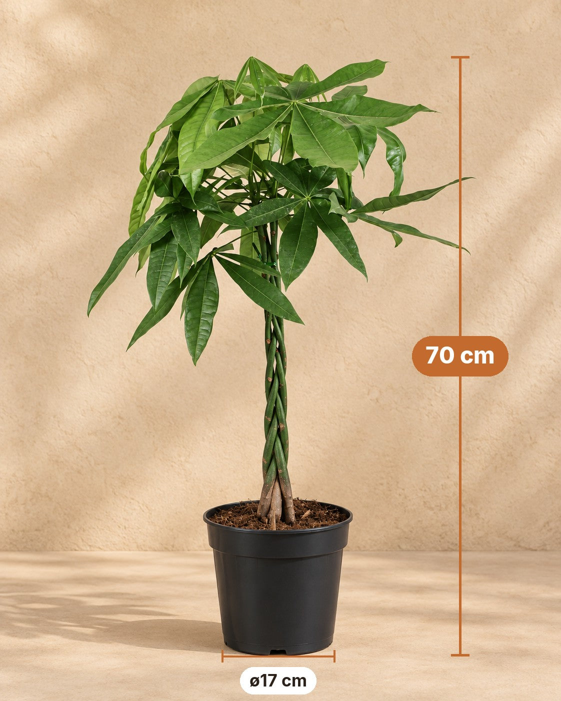 Mål Pachira Aquatica: 70 cm høj, potte ø17 cm