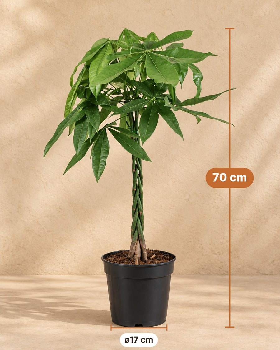 Pachira Aquatica - 70 cm