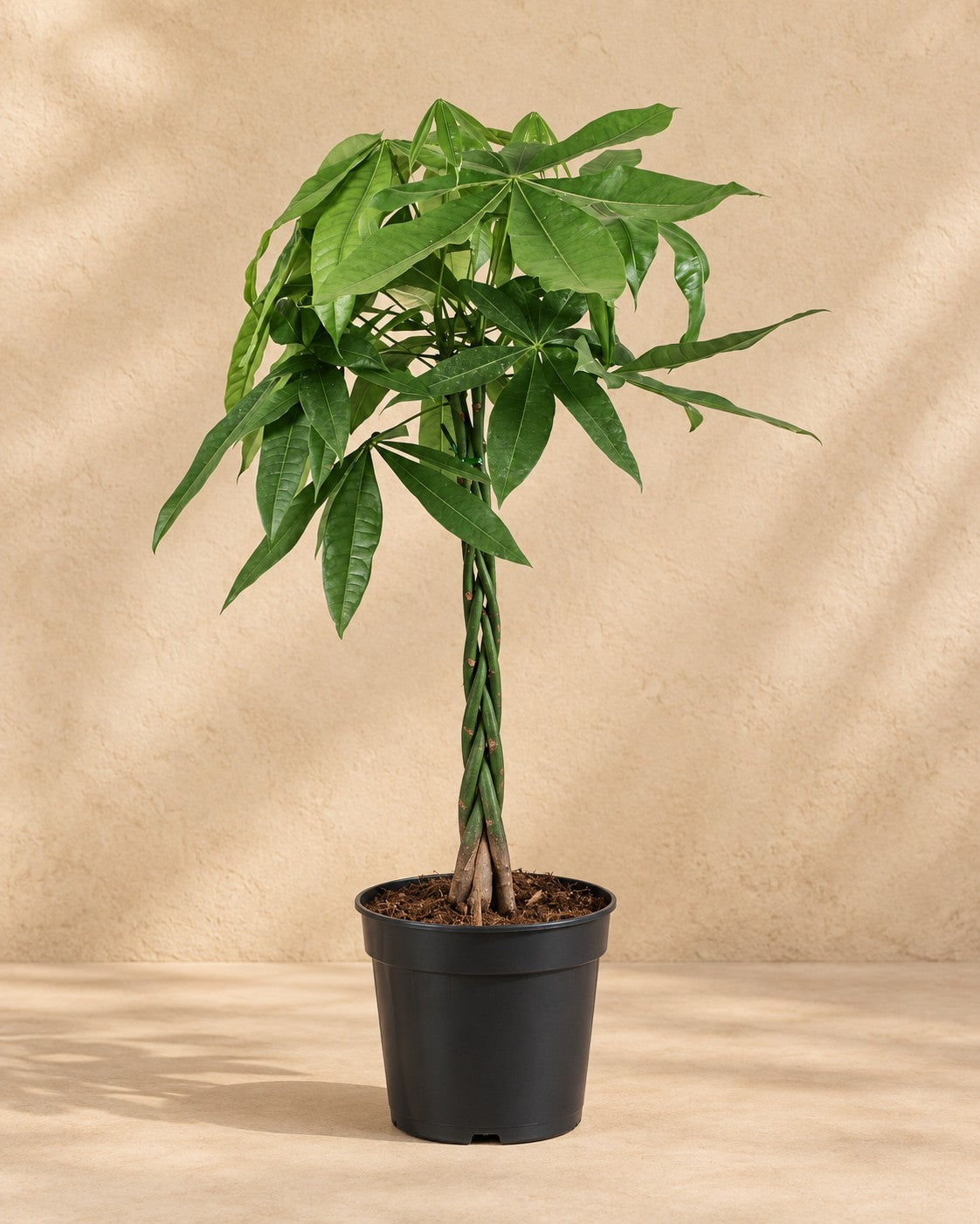 Pachira aquatica, 70 cm hög i en 17 cm odlingskruka