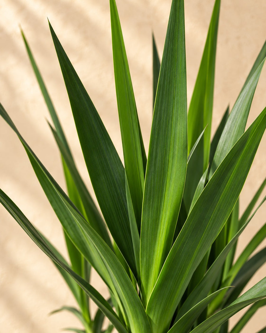 Yucca 125 cm di altezza, vaso ø24 cm
