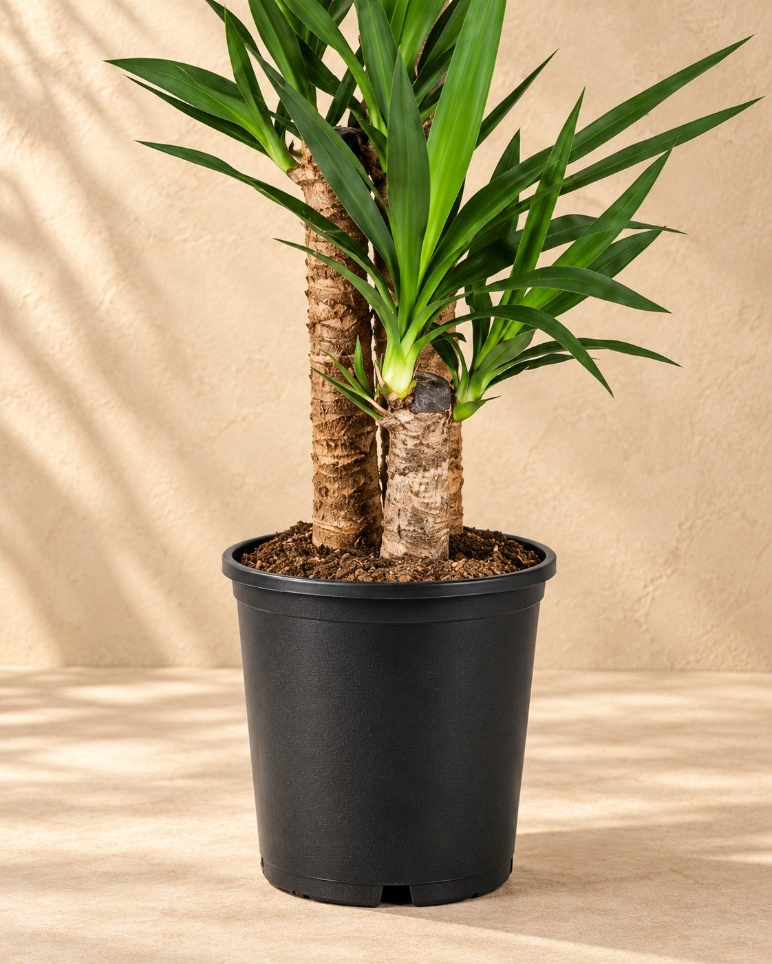 Parte bassa di Yucca con il vaso di coltivazione