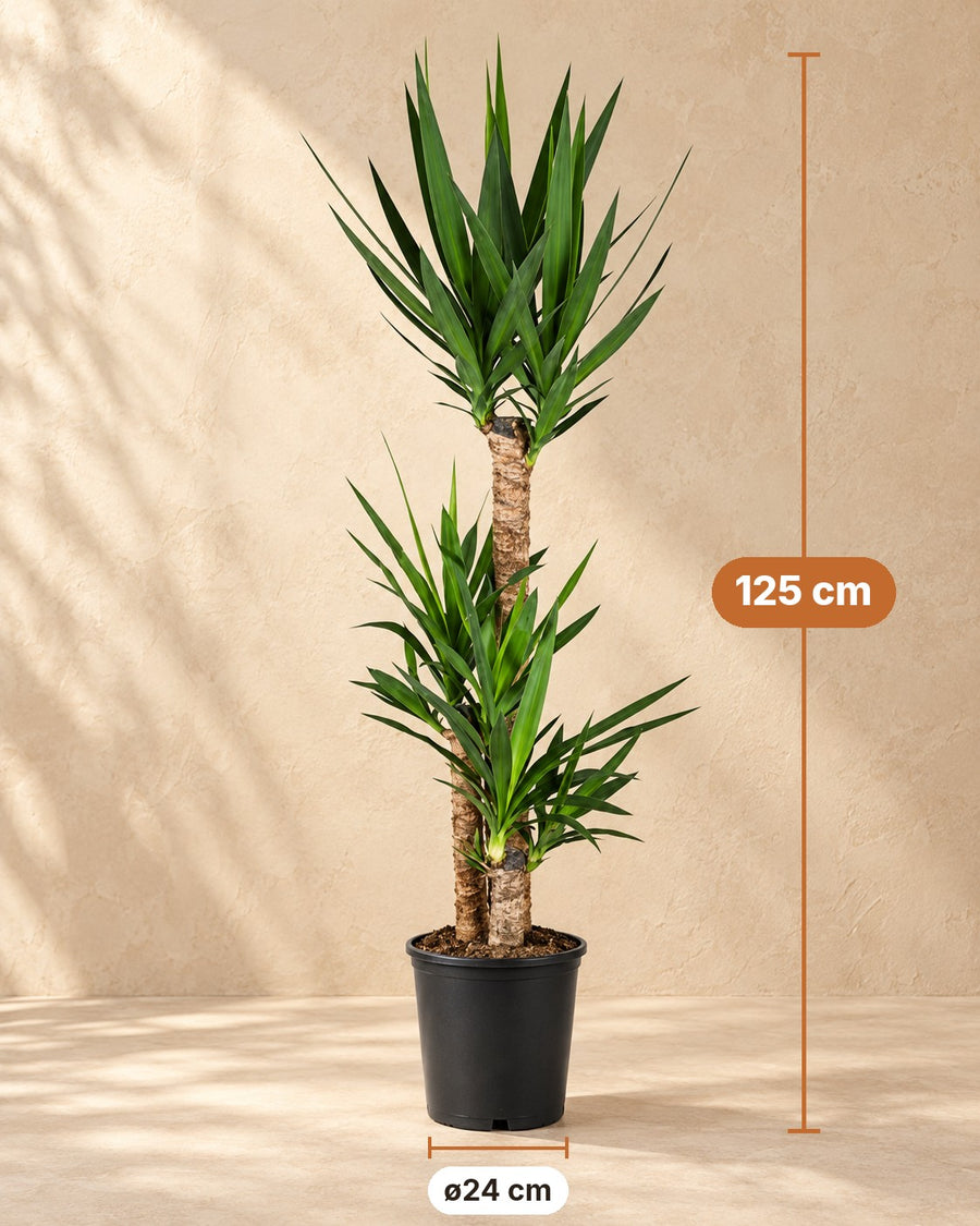 Yucca 125 cm di altezza, vaso ø24 cm