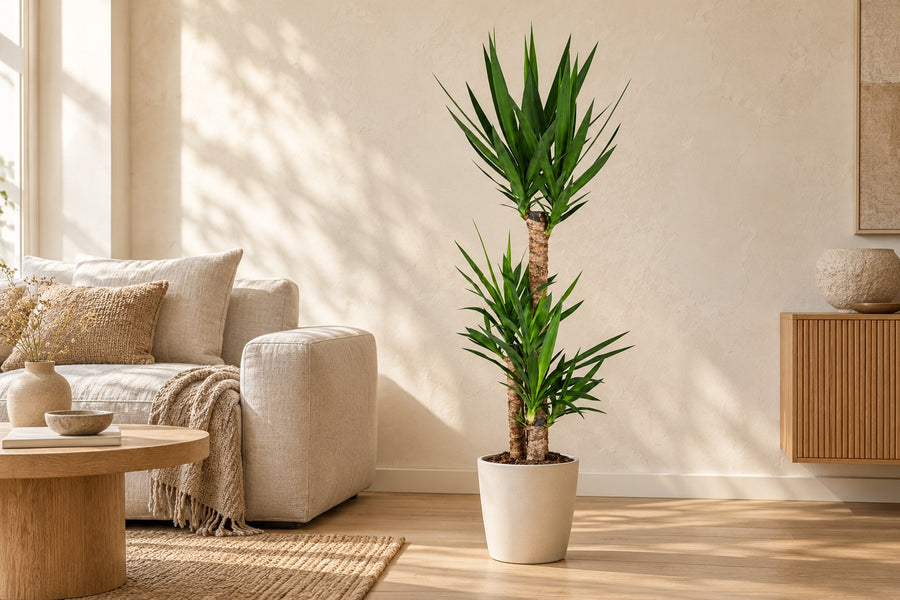 Yucca 125 cm di altezza, vaso ø24 cm