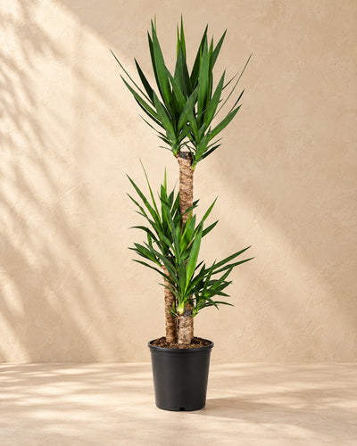 Yucca, alta 125 cm in vaso di coltivazione da 24 cm