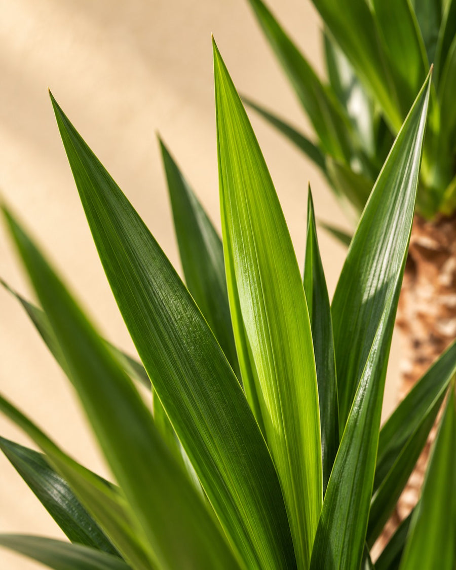 Yucca (Yucca elephantipes) 125 cm di altezza, vaso ø24 cm