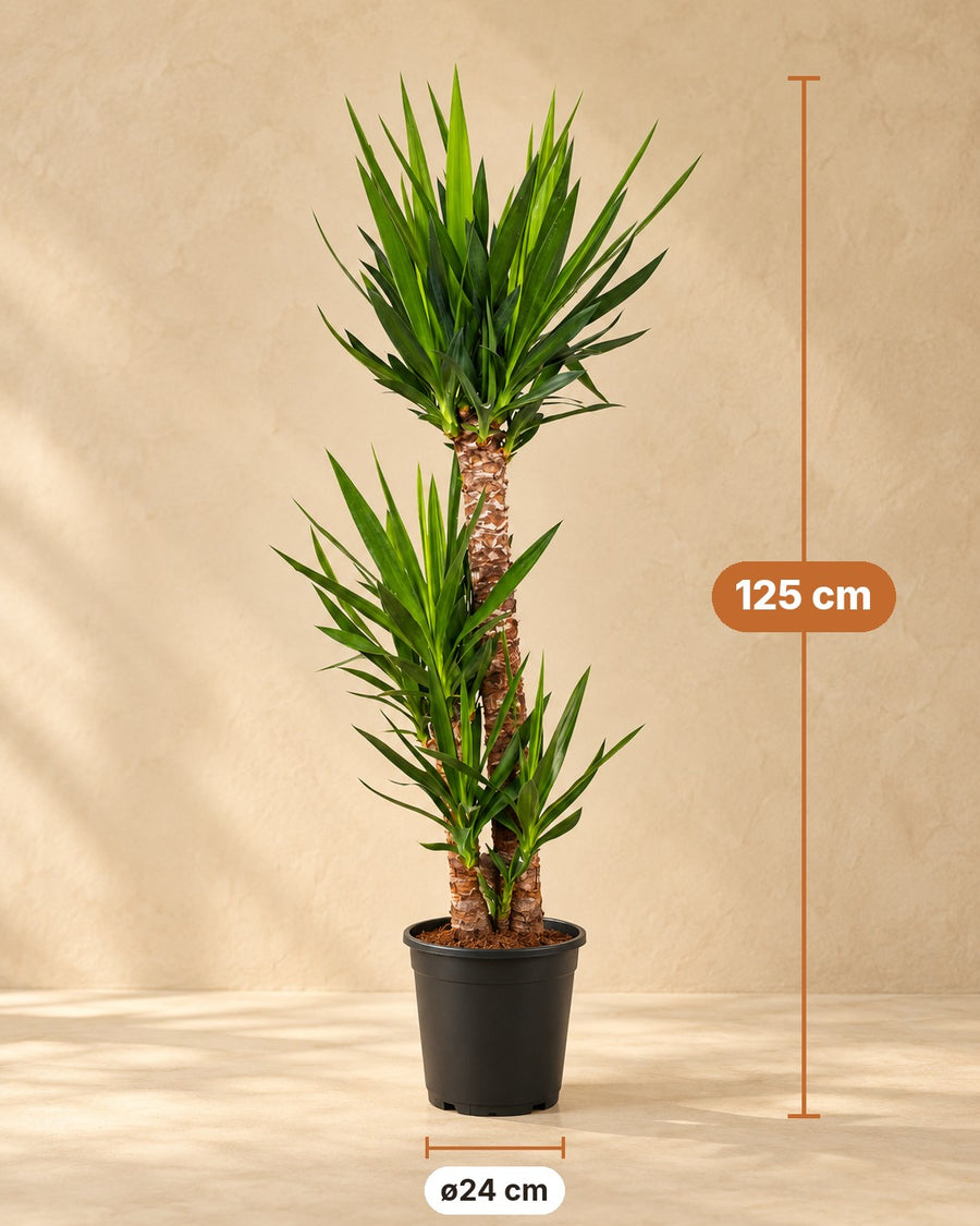 Yucca (Yucca elephantipes) 125 cm di altezza, vaso ø24 cm