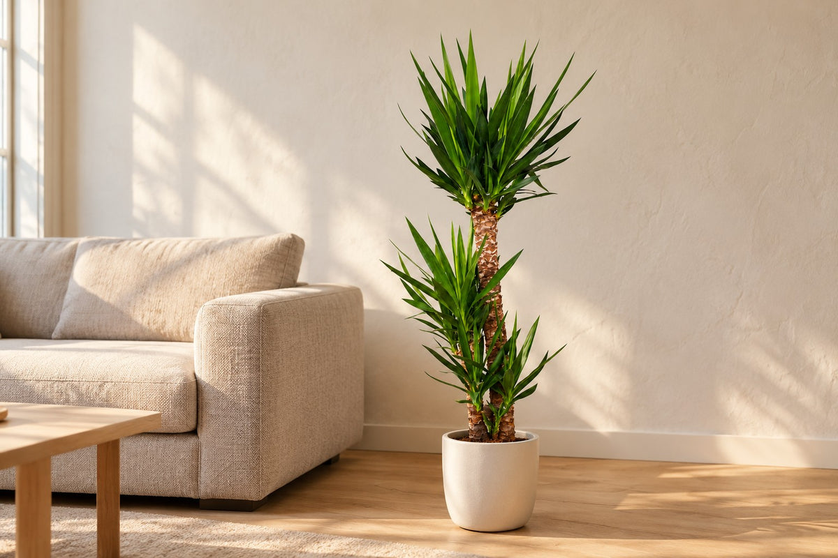 Yucca, 125 cm, in a white ceramic planter in un soggiorno luminoso