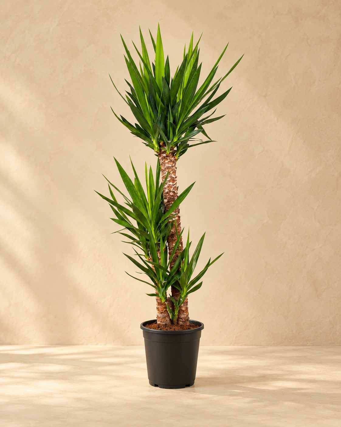 Yucca (Yucca elephantipes), alta 125 cm in vaso di coltivazione da 24 cm