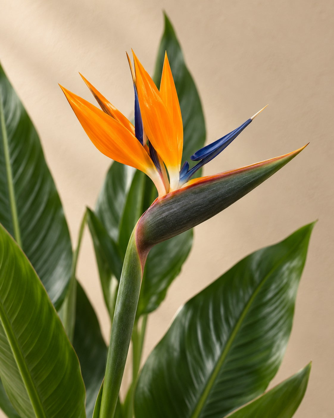 Blüte der Strelitzia Reginae