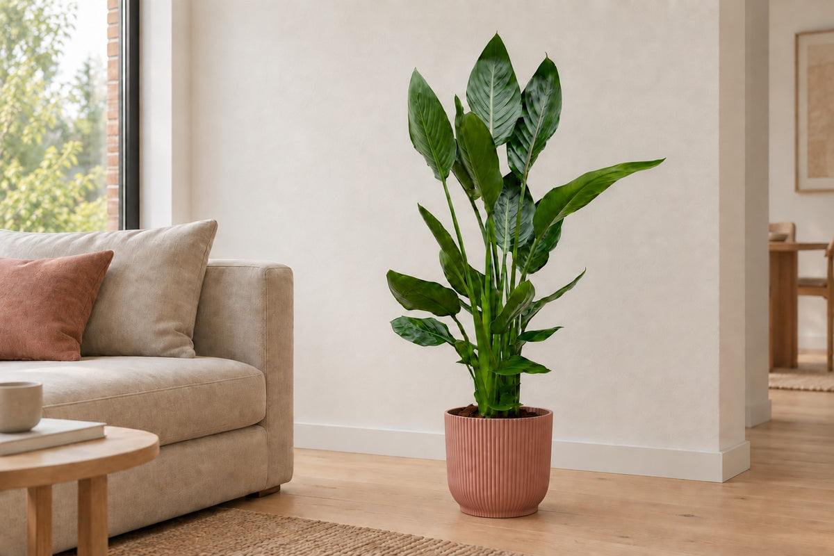 Strelitzia Reginae, 100 cm, w osłonka elho Vibes Fold Round roze w jasnym salonie