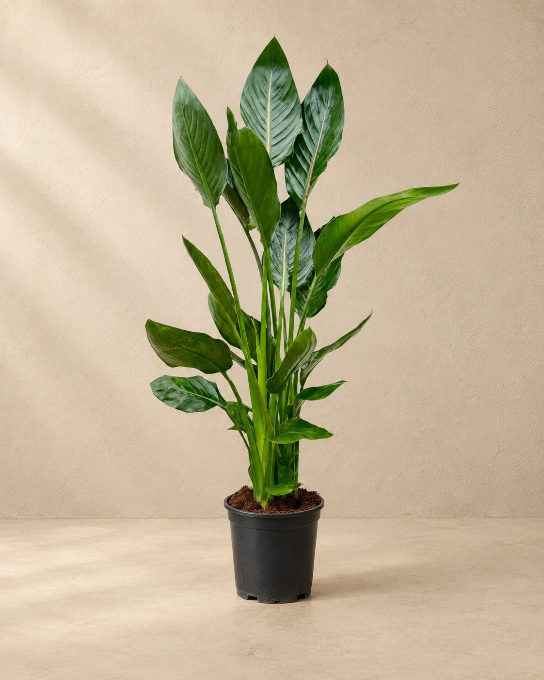 Strelitzia Reginae, 100 cm hoch im Anzuchttopf von 21 cm