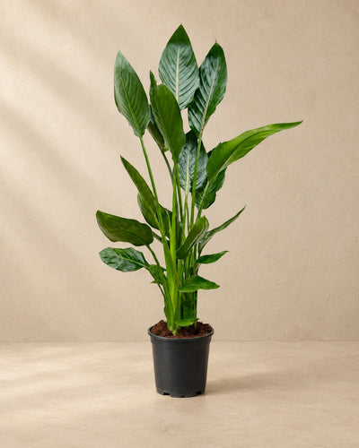 Strelitzia Reginae, wysokość 100 cm, w doniczce uprawowej 21 cm