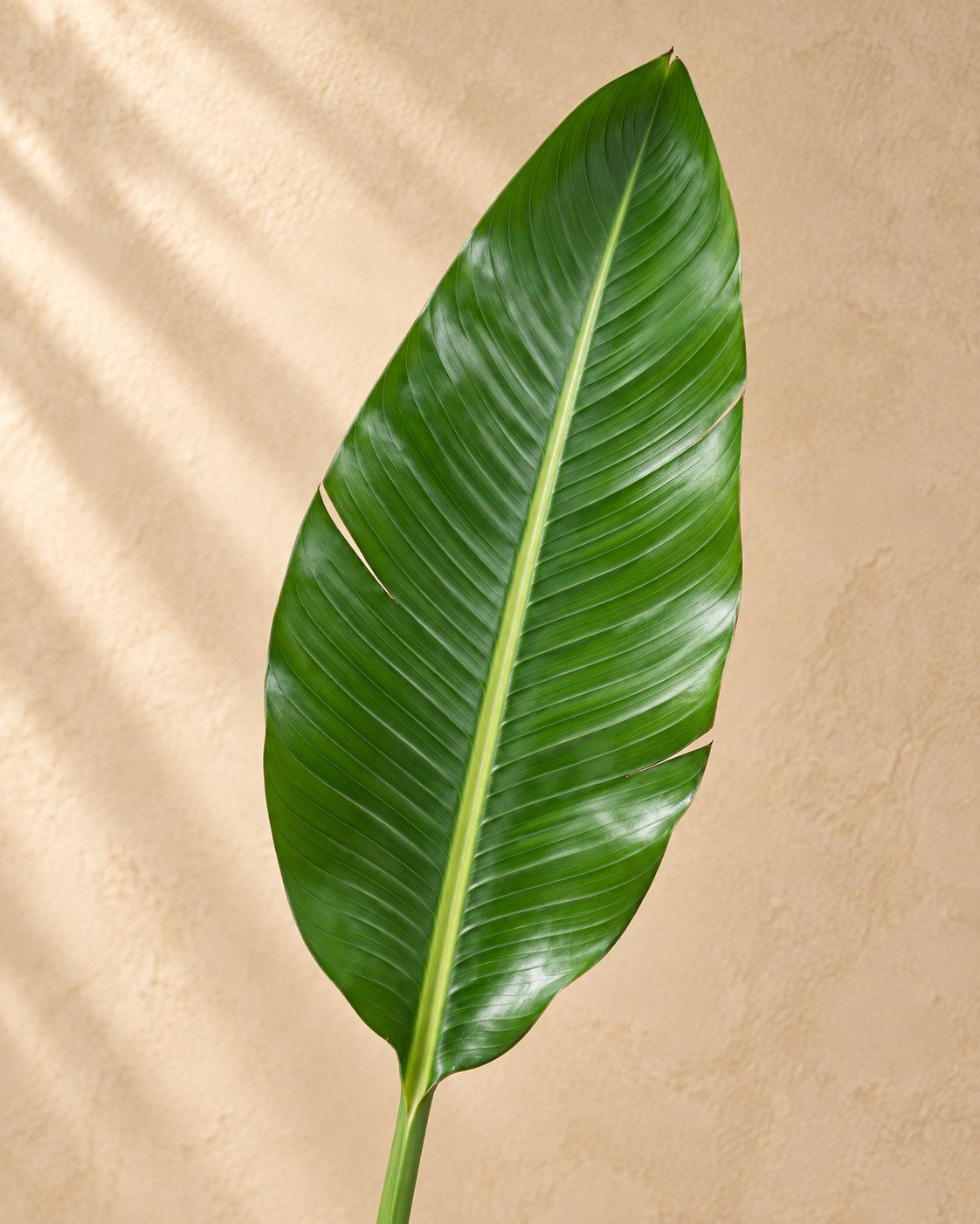Gros plan sur les feuilles de Fleur oiseau de paradis (Strelitzia reginae)