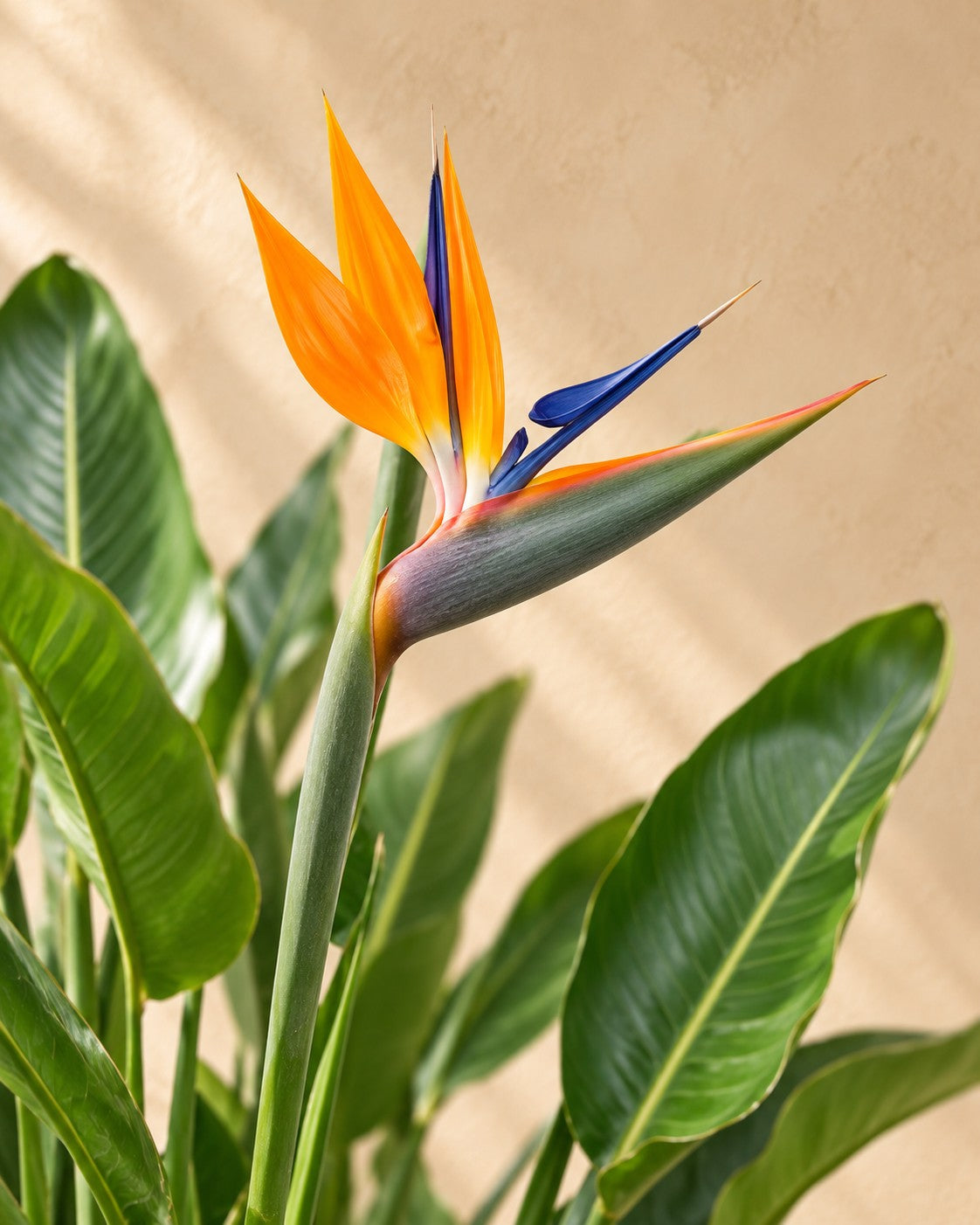 Fleur de Fleur oiseau de paradis (Strelitzia reginae)