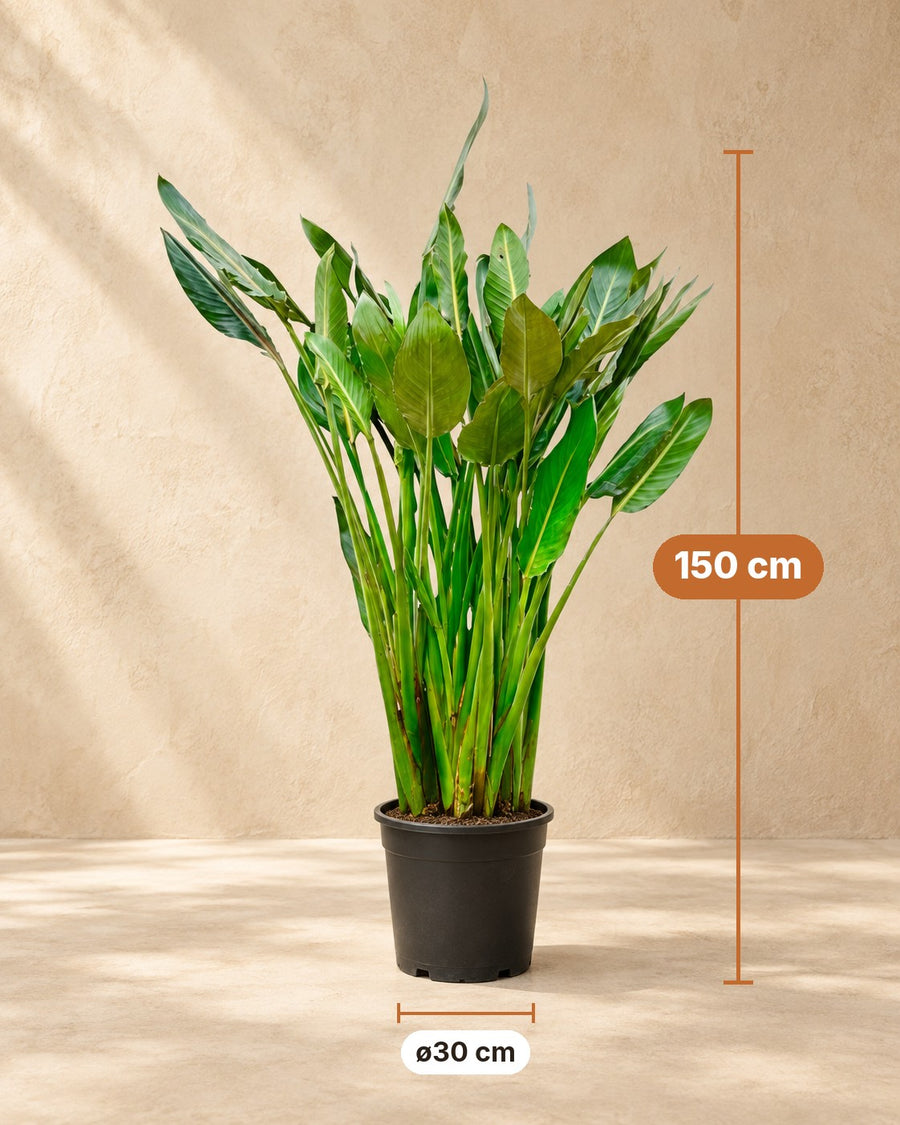 Fleur oiseau de paradis (Strelitzia reginae) 150 cm de haut, pot ø30 cm