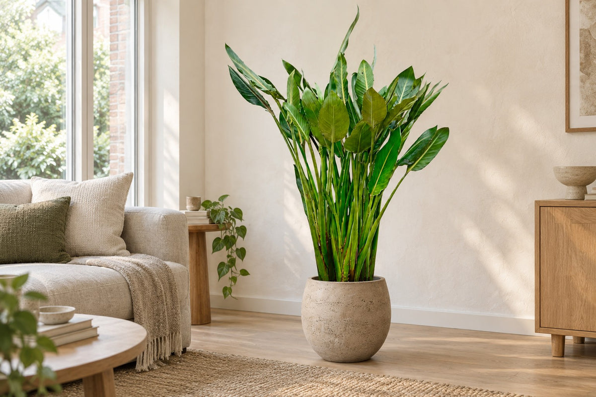 Fleur oiseau de paradis, 150 cm, dans cache-pot Orb Grey Washed dans un salon lumineux