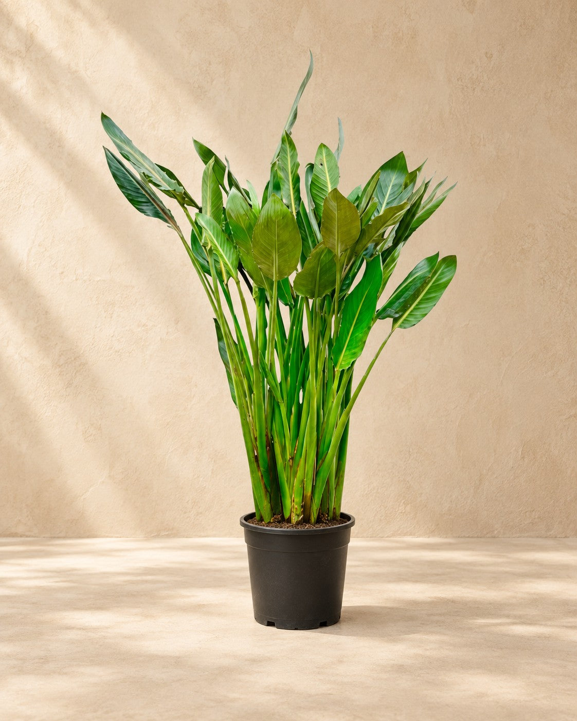 Paradiesvogelblume (Strelitzia reginae), 150 cm hoch im Anzuchttopf von 30 cm
