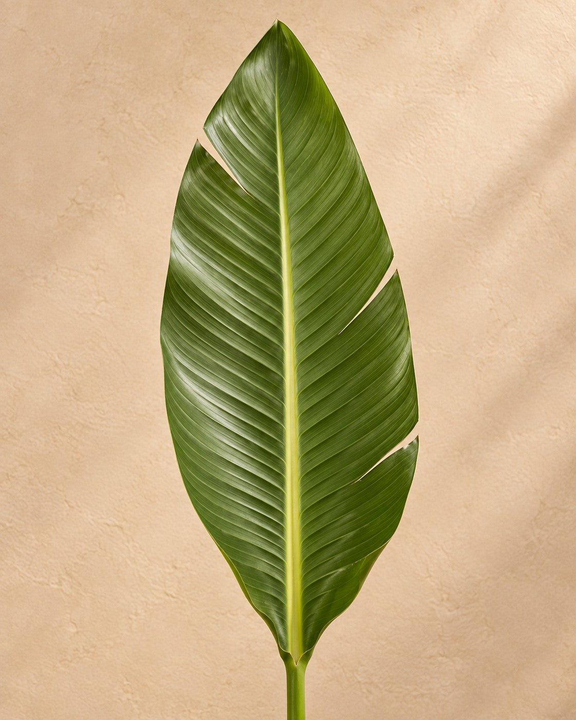 Gros plan sur les feuilles de Fleur oiseau de paradis (Strelitzia reginae)