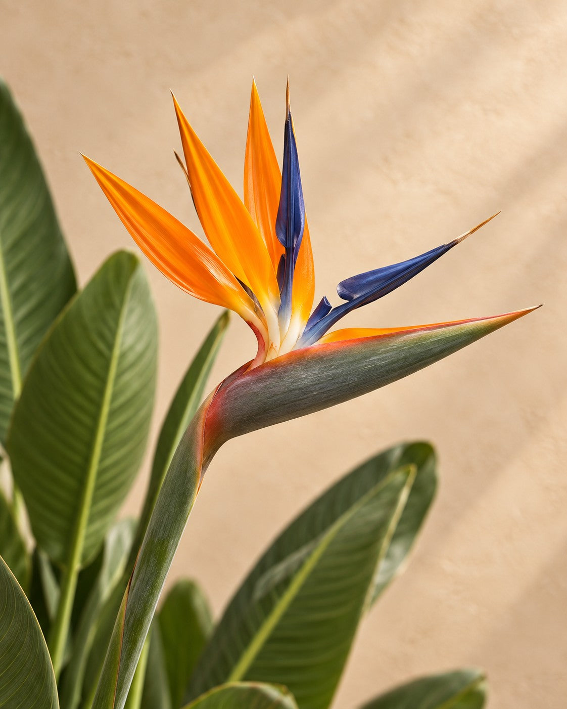 Bloem van de Paradijsvogelbloem (Strelitzia reginae)