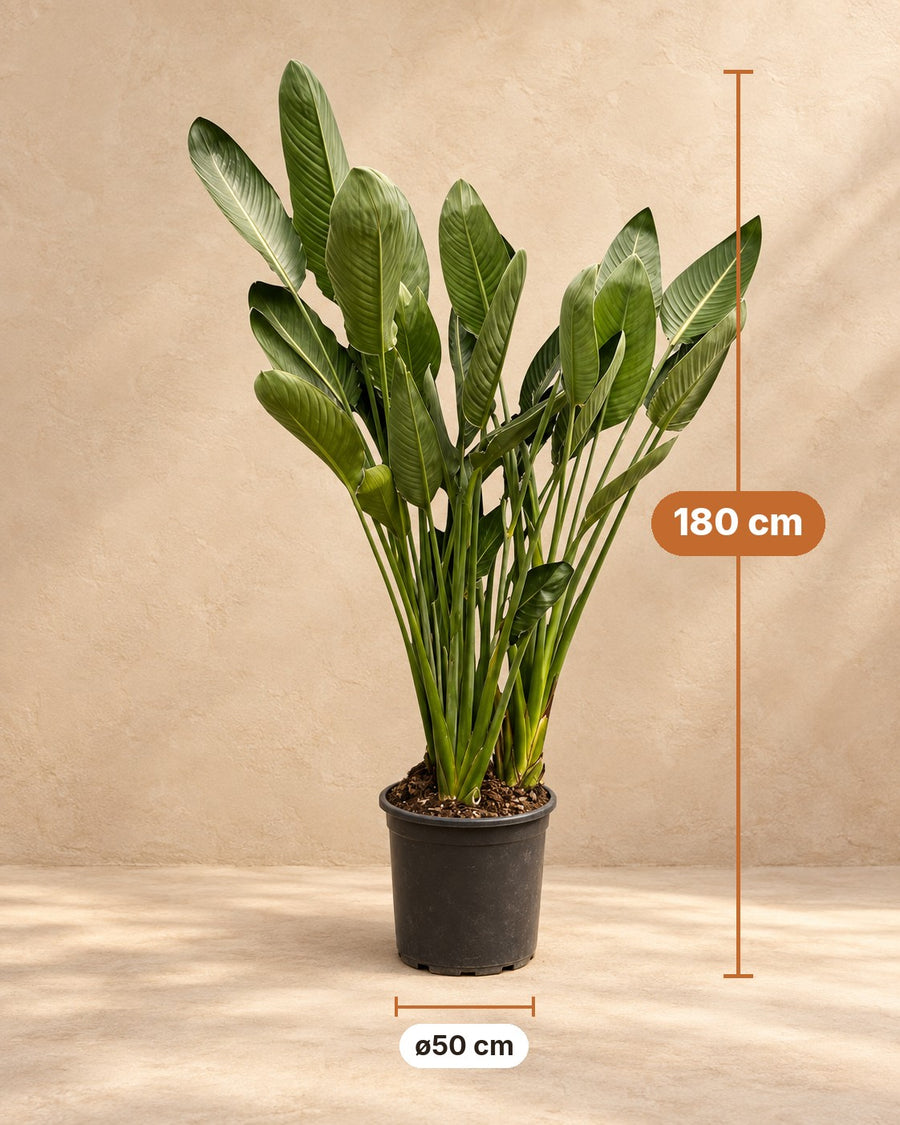 Fleur oiseau de paradis (Strelitzia reginae) 180 cm de haut, pot ø50 cm
