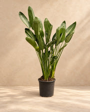 Fleur oiseau de paradis (Strelitzia reginae), 180 cm de haut en pot de culture de 50 cm