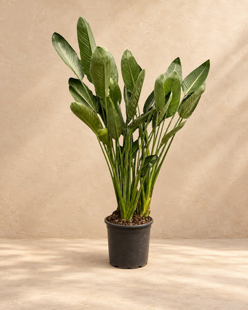 Strelitzia Reginae