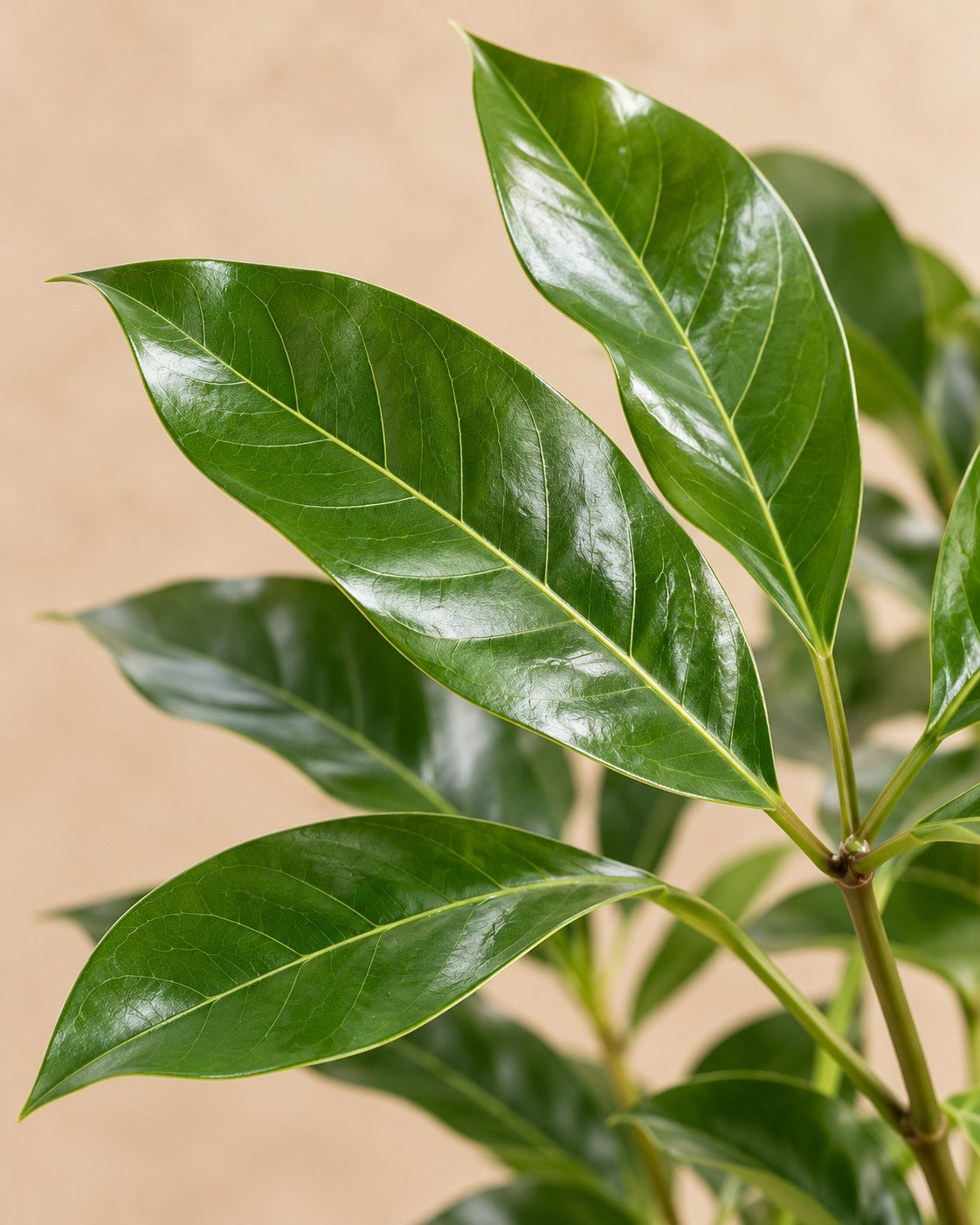 Primo piano delle foglie di Albero ombrello (Schefflera actinophylla 'Amate')