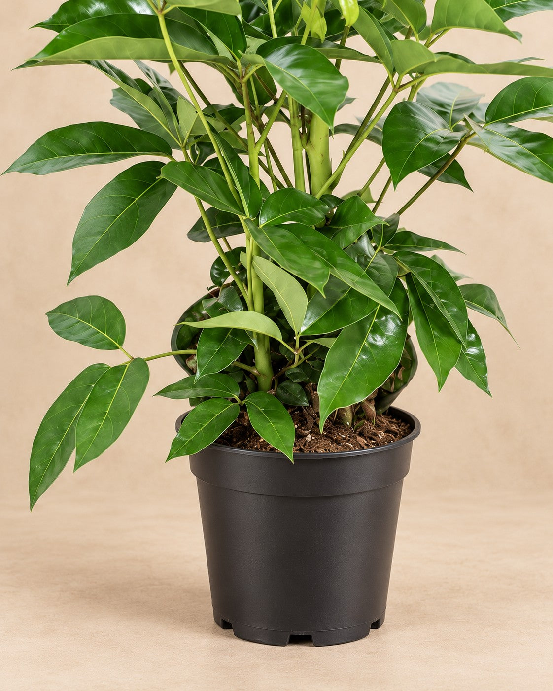 Onderste deel van de Parasolboom (Schefflera actinophylla 'Amate') met de kweekpot